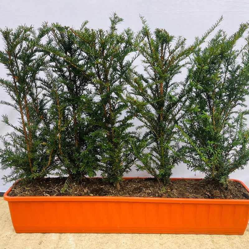 Taxus Baccata