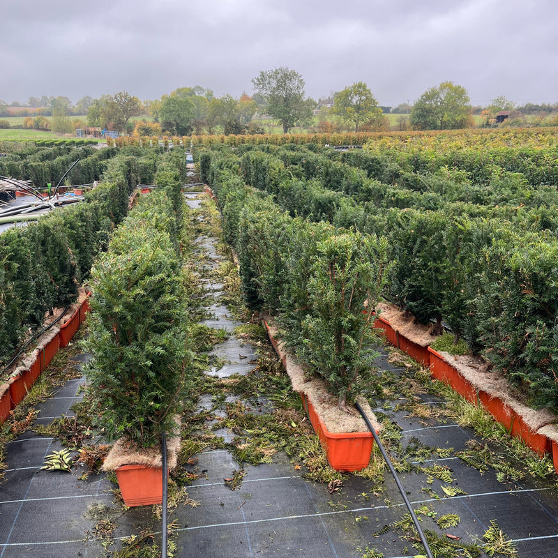 Taxus Baccata