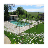 Pool area with trees, grass, and flowers on a sunny day
