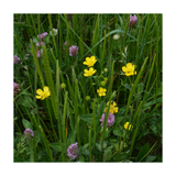 Wildflowers including yellow buttercups and purple clover in a grassy field.