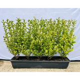 Lingustrum Ovalifolium Aureum | Yellow Privet