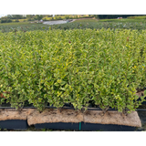 Lingustrum Ovalifolium Aureum | Yellow Privet