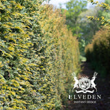 Yew (Taxus baccata) instant hedge, a dense, evergreen hedge plant offering immediate privacy and screening. Known for its dark green foliage and adaptability to various climates, it provides a low-maintenance, long-lasting solution for creating boundaries or garden features