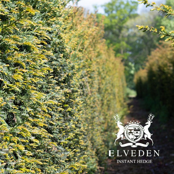Yew (Taxus baccata) instant hedge, a dense, evergreen hedge plant offering immediate privacy and screening. Known for its dark green foliage and adaptability to various climates, it provides a low-maintenance, long-lasting solution for creating boundaries or garden features