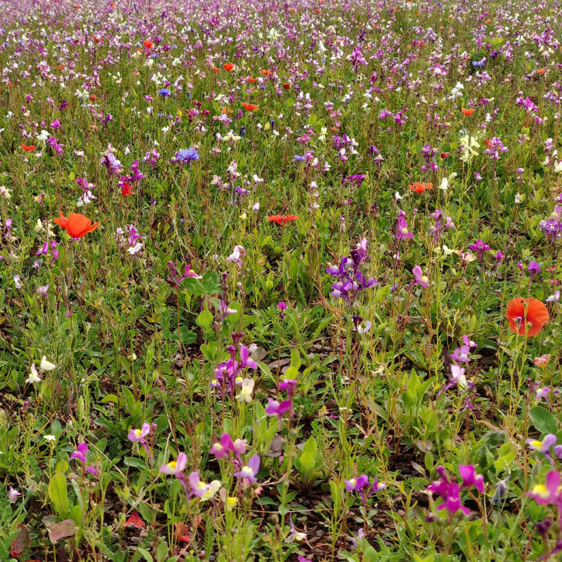 Birds and Bees Mix: Floral Focus