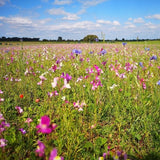 Birds and Bees Mix: Floral Focus