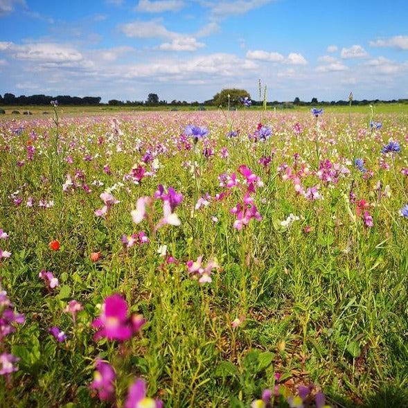 Birds and Bees Mix: Floral Focus