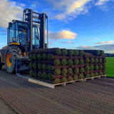 Premium cultivated turf, a high-quality, well-maintained grass sod ideal for creating lush, green lawns, sports fields, and landscaping projects. Grown under optimal conditions, it offers dense, uniform coverage, excellent durability, and quick establishment in new areas