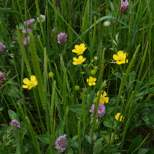 Traditional Meadow Mix